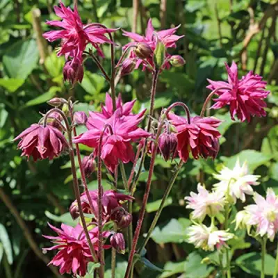 Аквилегия БАРЛОУ БОРДО обыкновенная в Сморгони