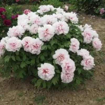 Пион ПЕРСИК ПОД СНЕГОМ древовидный в Сморгони