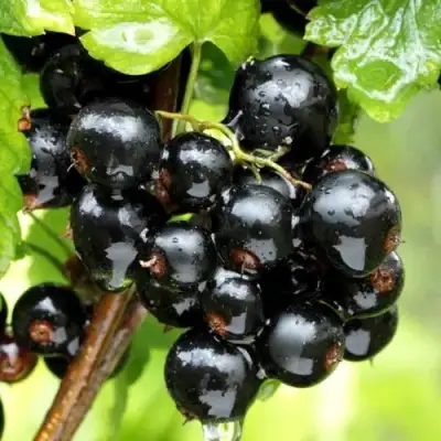 Смородина чёрная БЕЛОРУССКАЯ СЛАДКАЯ в Сморгони