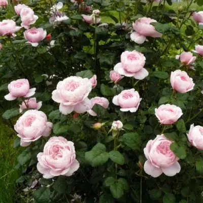 Роза КУИН ОФ СУИДЕН (КОРОЛЕВА ШВЕЦИИ) английская в Сморгони