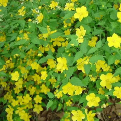 Керрия японская ГОЛДЕН ГИНЕЯ в Сморгони