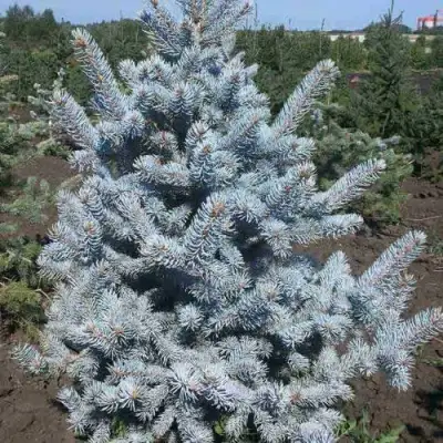 Ель МИСТИ БЛЮ голубая в Сморгони