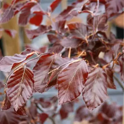 Бук лесной АТРОПУНИЦЕА в Сморгони