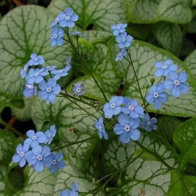 Бруннера ДЖЭК ФРОСТ в Сморгони