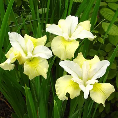 Ирис ЙЕЛЛОУ ТЕЙЛ сибирский в Сморгони
