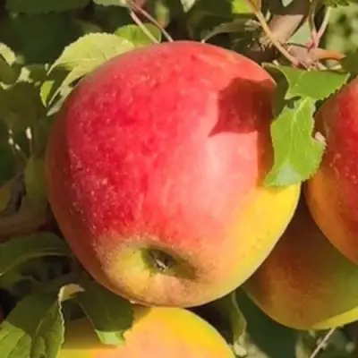 Яблоня САКАВИТА в Сморгони