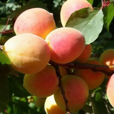 Абрикос СЮРПРИЗ в Сморгони