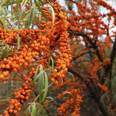 Облепиха СЕРАФИМА в Сморгони