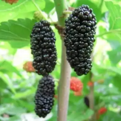 Шелковица ГАЛИЦИЯ в Сморгони