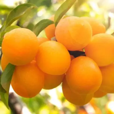 Слива МАРА в Сморгони