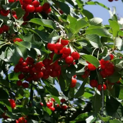 Вишня БРУСНИЦЫНА степная в Сморгони