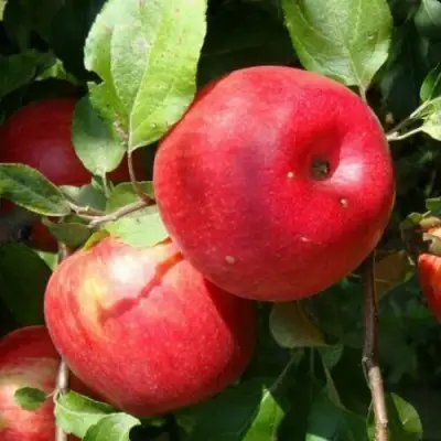 Яблоня ВАЛЕРИЯ в Сморгони