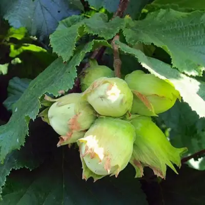 Фундук ТАМБОВСКИЙ РАННИЙ в Сморгони