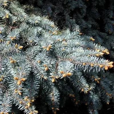 Ель НАНА сизая в Сморгони