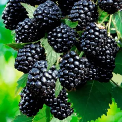 Ежевика ЛОХТЕЙ бесшипная в Сморгони