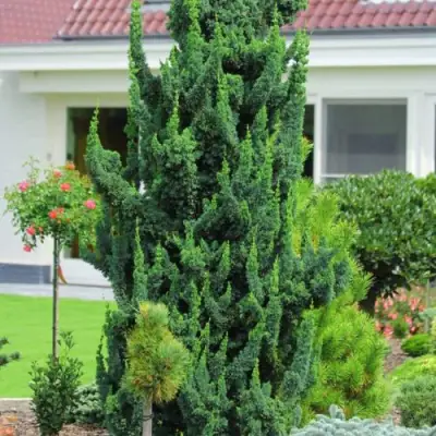 Кипарисовик ВИСЕЛЛИ лавсона в Сморгони