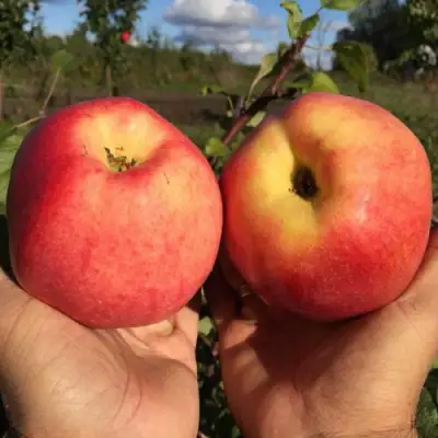 Яблоня КОВРОВОЕ стелющаяся в Сморгони