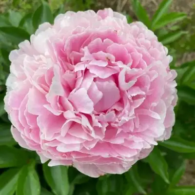 Пион КАТРИН ФОНТЕЙН травянистый в Сморгони