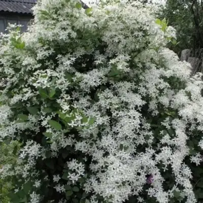 Клематис МАНЬЧЖУРСКИЙ в Сморгони