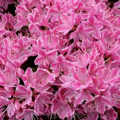 Азалия КЕРМЕСИНА РОУЗ японская в Сморгони