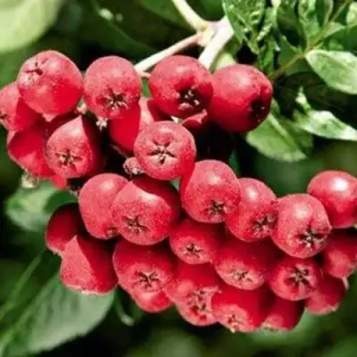 Рябина МОРАВСКАЯ сладкоплодная в Сморгони