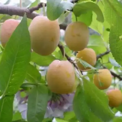 Слива УТРО в Сморгони