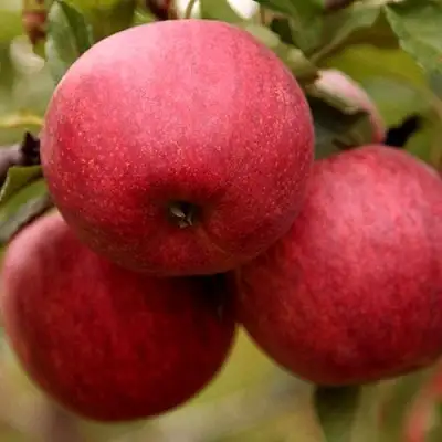 Яблоня ГАЛА ШНИГА в Сморгони