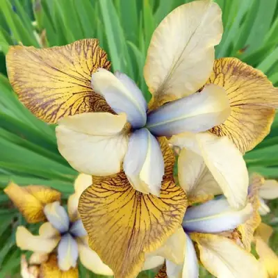 Ирис ФЛАЙИНГ ФИДДЛЗ сибирский в Сморгони