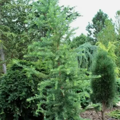 Лиственница КЕМПФЕРА в Сморгони