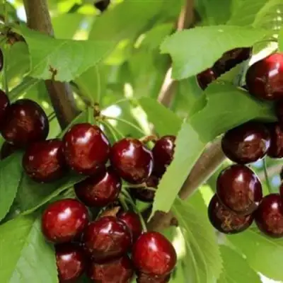 Черешня ИПУТЬ в Сморгони