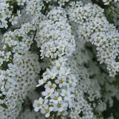 Спирея АРГУТА в Сморгони