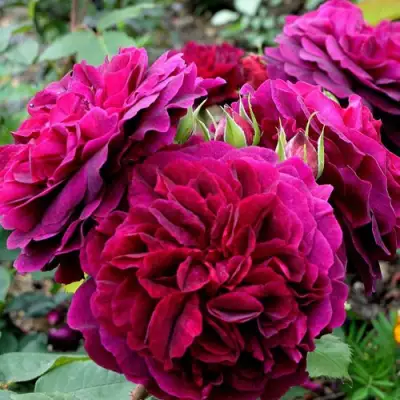 Роза МАНСТЕД ВУД английская в Сморгони