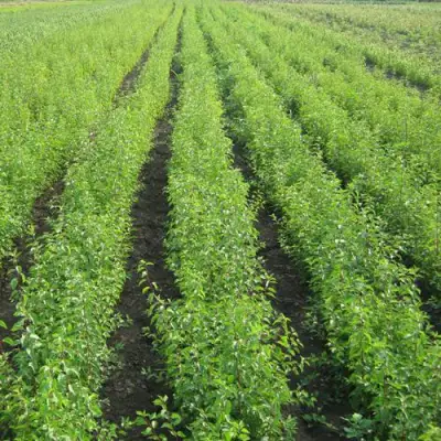 Подвой сливы ДИКАЯ АЛЫЧА в Сморгони