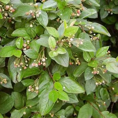 Кизильник блестящий в Сморгони