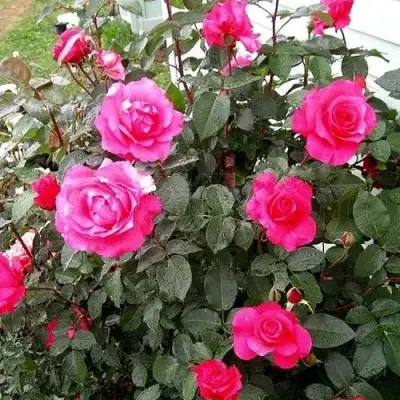 Роза МАЛИНОВЫЙ ЗВОН чайно-гибридная в Сморгони