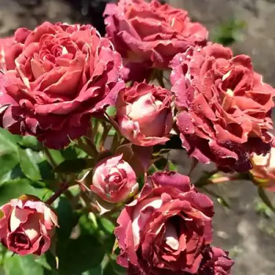 Роза ТИРАМИСУ спрей в Сморгони