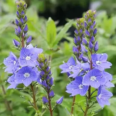 Вероника РОЯЛ БЛЮ большая в Сморгони