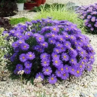 Астра ЛЕДИ ИН БЛЮ в Сморгони