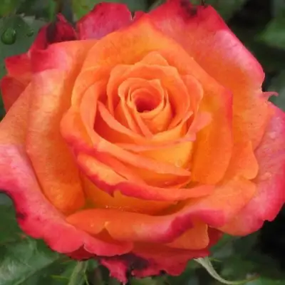 Роза ВАУ чайно-гибридная в Сморгони