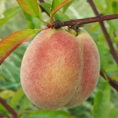 Персик ЕЛГАВСКИЙ в Сморгони