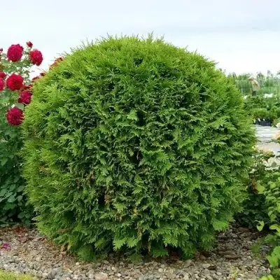 Туя ВУДВАРДИ западная в Сморгони