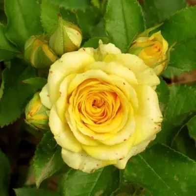 Роза САН СИТИ спрей в Сморгони