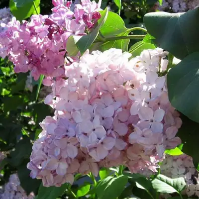 Сирень ГОРТЕНЗИЯ в Сморгони