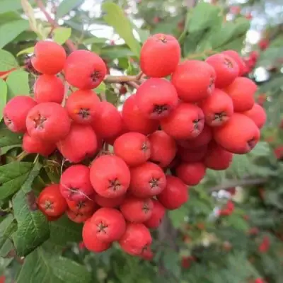 Рябина НЕВЕЖИНСКАЯ сладкоплодная в Сморгони