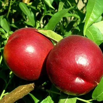 Нектарин НЕКТАРЕД-4 в Сморгони