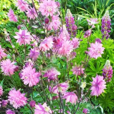 Аквилегия БАРЛОУ ПИНК гибрид МакКаны в Сморгони