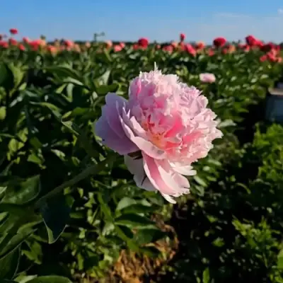 Пион ИМПЕРАТОРСКАЯ НАЛОЖНИЦА древовидный в Сморгони