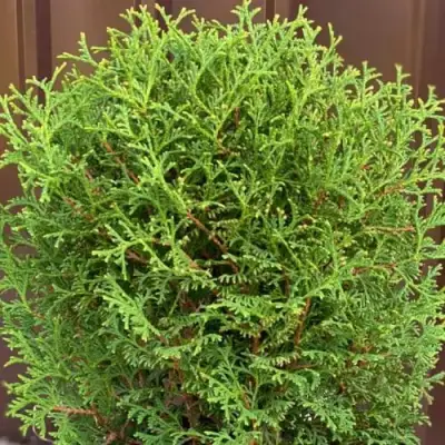 Туя ХОЗЕРИ западная в Сморгони