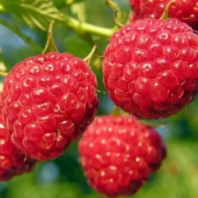 Малина ГЛЕН АМПЛ в Сморгони