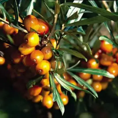 Облепиха ДАР КАЗАКОВУ в Сморгони